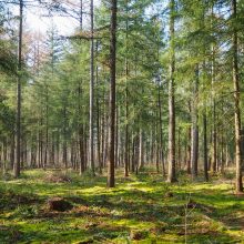 Lietuvos miškams veisti ir puoselėti numatyta ES parama