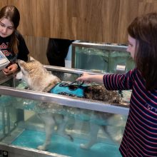 Vilniuje atidarytas didžiausias gyvūnų gydymo kompleksas: gelbės kates,  lemūrus, krevetes