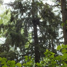 Suopiai, perintys Būdos miške: senos lizdavietės  – vertingas nekilnojamas turtas