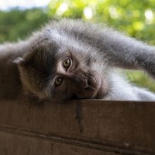 PSO: beždžionių raupai bus pervadinti į „b raupus“, kad būtų išvengta stigmatizacijos