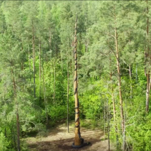 Anykščių šilelyje – Gineso rekordininkė: aukščiausia pasaulyje medinė skulptūra