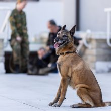 Pasieniečiai rengia atvirąsias biatlono su šunimis varžybas