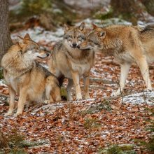 Lietuvoje baigtas vilkų medžioklės sezonas