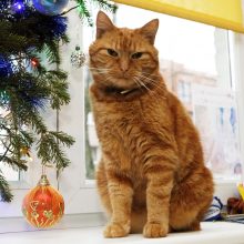 Katino istorija – it Kalėdų stebuklas