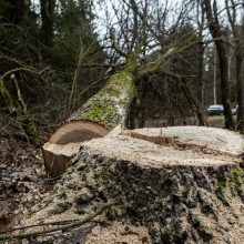 Gyventojai stoja prieš nelegalų medžių kirtimą rekreaciniame miške: pjauna viską 