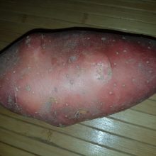 Kėdainių rajone auga bulvės gigantės