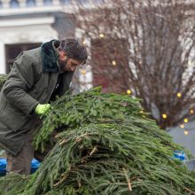 Tęsiama tradicinė Kalėdų akcija: miškininkai vėl nemokamai dalins eglių šakas