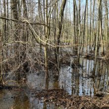 Kaišiadorių rajone griuvo užtvanka: užtvindyta apie 10 ha miško
