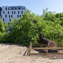Kompensacijos už saugotinų medžių nukirtimą Vilniuje padidintos dešimt kartų