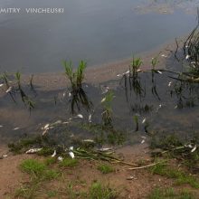 Ekspertai įtaria Nemuno taršą iš Baltarusijos: masiškai gaišta žuvys