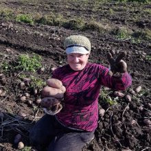 Kėdainių rajone auga bulvės gigantės