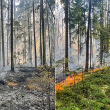 Dėl gaisrų pavojaus Vilnius apribojo lankymąsi miškuose