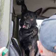 Geriausias tarnybinis šuo Lietuvoje puikiai užuodžia ginklus ir sprogmenis