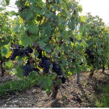 Vynuogių augintojai siekia, kad Lietuva patektų į šalių, gaminančių vyną, sąrašą 
