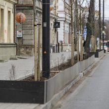 Vilniuje išmontuojami atitvarai, bet kitą žiemą ir vėl saugos naujus želdinius
