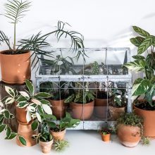 Gamtą mylinti V. Žukienė namuose įkurdino beveik 100 augalų