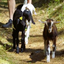 Jaunos poros gyvenimą kaime paįvairina ožkų draugija