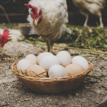 Įvardijo, ką reiškia skirtingi skaičiai ant vištų kiaušinių pakuočių: ar žinojote?