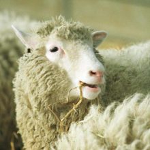 Avelės Dolly palikimas: ar valgome klonuotų gyvulių mėsą?