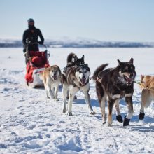Pamatė kitokią Norvegiją: keliavo šunų kinkiniais