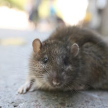 Seimui planuojant uždrausti žiurknuodžius, susirūpino specialistai: graužikai platina 35 ligas