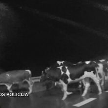 Šeši policijos ekipažai tramdė po kelią prie Šiaulių besiblaškiusius galvijus