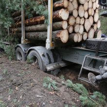 Perdirbėjai nerimauja dėl valstybinės medienos aukcionų
