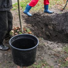  Karaliaus Mindaugo pr. liepų alėją papuošė dar pusšimtis medelių