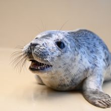 Jūrų muziejuje globojamiems 18 ruoniukų suteikti suvalkietiški vardai