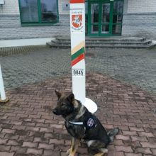 Pasieniečių šuo aptiko Čepkelių raiste paslėptas kontrabandines cigaretes