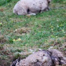 Gyventojai šiurpsta nuo pamatytų vaizdų: pievoje – leisgyvės avys