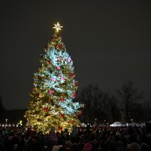 Panevėžyje sužibėjo 13 metrų aukščio natūrali Kalėdų eglė
