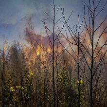 Lenkija: su Lietuva besiribojančioje Palenkės vaivadijoje kilo didelis miško gaisras