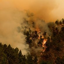 Ispanijos ugniagesiai Tenerifėje kovoja su dideliu gamtiniu gaisru