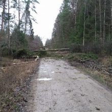 Sutvarkė audros „Laura“ nusiaubtus miškus