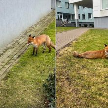 Klaipėdiečiai stebisi: prie ligoninės įsikūrė lapė