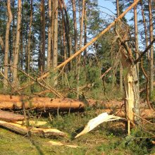 Per parą ugniagesiai gavo 58 pranešimus apie nuvirtusius medžius: daugiausia – Klaipėdoje ir Kaune