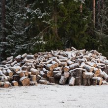 Vilniaus rajone neteisėtai miško plotą iškirtusiam vyrui – tūkstantinė bauda
