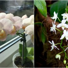 Kaip prižiūrėti, kad orchidėjos savo žiedais džiugintų visus metus?