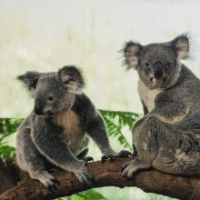 Australijoje sparčiai mažėja koalų