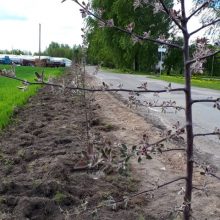 Sodinami medžiai papuošė Kauno rajono seniūnijas