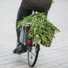 Aktualu gyventojams: miškininkai jau gruodžio 19-ąją dovanos eglių ir pušų šakas