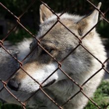 Ministerija naują sezoną siūlo leisti sumedžioti 60-čia daugiau vilkų
