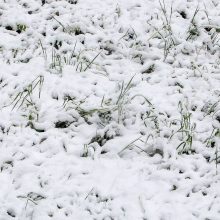 Netikėta: gegužės rytą į Lietuvą grįžo balta žiema