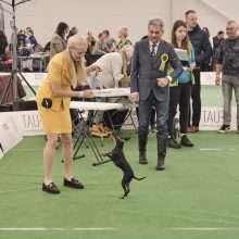Ant podiumo – visos šunų veislės 