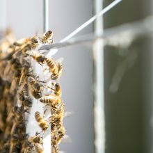 Kauno centre įsitaisė įspūdingas bičių spiečius