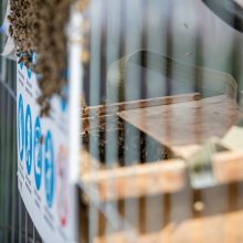Kauno centre įsitaisė įspūdingas bičių spiečius