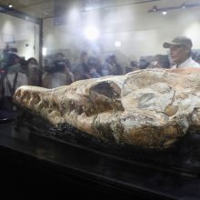 Peru dykumoje rasta 36 mln. metų senumo banginio fosilija