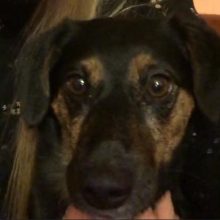 Pabėgusių šunų bumas: Šilainiuose dingo sterilizuota kalytė