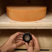 Šveicariškas eksperimentas  – sūrio brandinimas pagal muziką